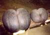 Coco de Mer Superior 